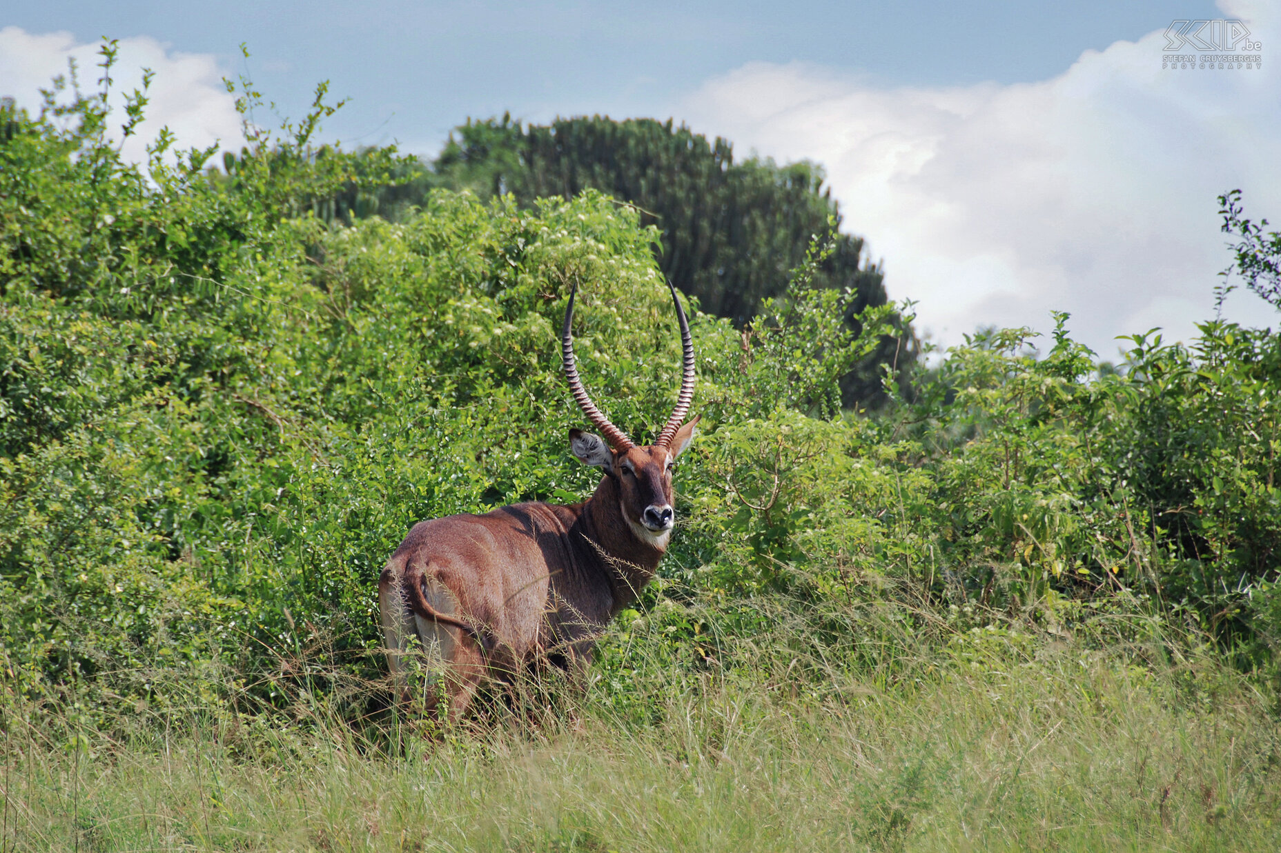 Murchison - Waterbok De waterbok (Kobus ellipsiprymnus) is een grote antilope soort die voornamelijk in waterrijke gebieden leeft. De mannetjes krijgen hoorns van 50 tot wel 90cm lang. Stefan Cruysberghs